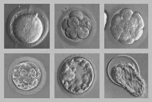 六细胞胚胎养囊为何失败？对培养质量和实验室要求高！