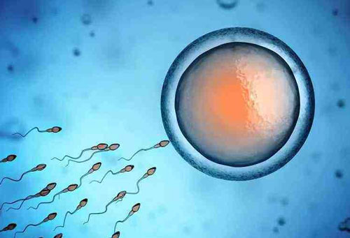 试管弱精会影响胚胎质量吗？精子质量对胎儿的影响是直接性！
