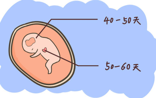 胚胎多少天有胎心跳？一般50-60天左右看到心管搏动！