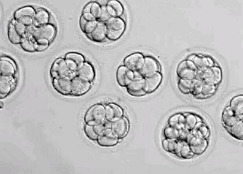 冻胚和襄胚哪个着床快？冻胚移植和囊胚移植哪个成功率高？