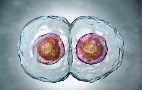 移植后胚胎会游动吗？移植后囊胚游动多久？