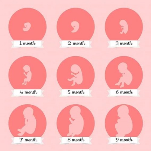 胚胎什么时候形成？什么原因导致胎儿停止发育？