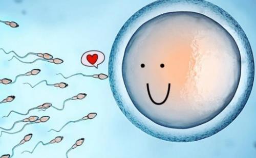 卵子精子结合会出血吗？精子和卵子结合之后会出血吗？